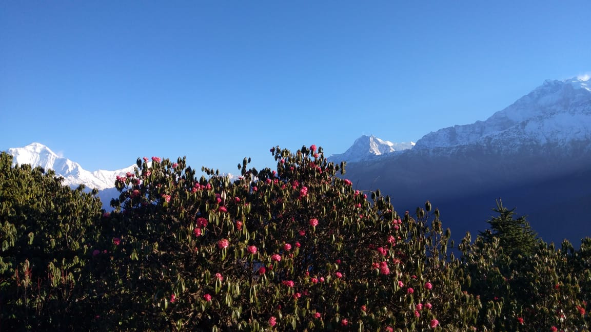 GHOREPANI POON HILL AND GHANDRUK VILLAGE WITH JHINU HOT SPRINGS: